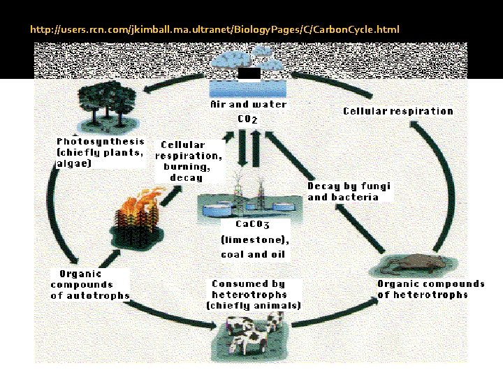 http: //users. rcn. com/jkimball. ma. ultranet/Biology. Pages/C/Carbon. Cycle. html 
