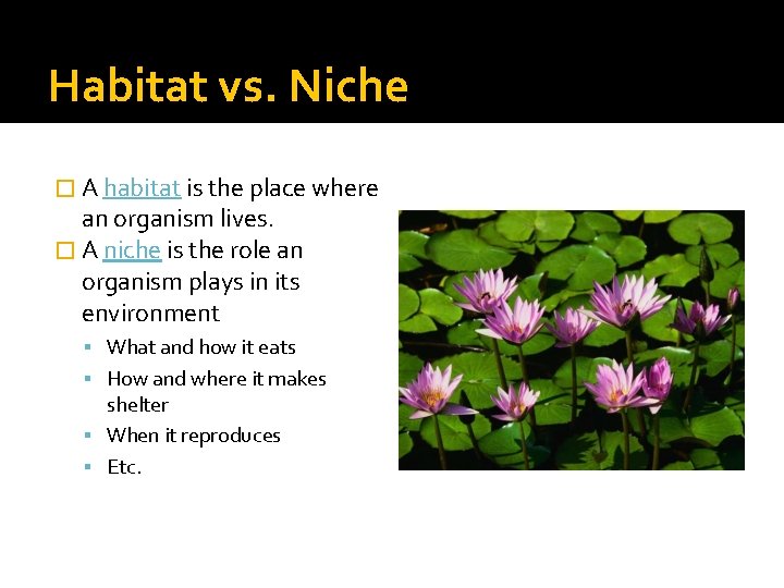 Habitat vs. Niche � A habitat is the place where an organism lives. �