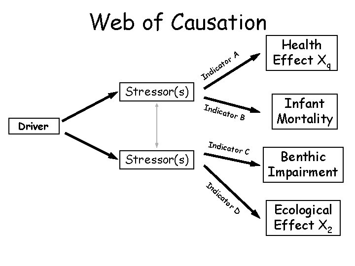 Web of Causation r to a dic n I A Stressor(s) Indi ca Driver