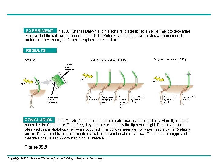 EXPERIMENT In 1880, Charles Darwin and his son Francis designed an experiment to determine