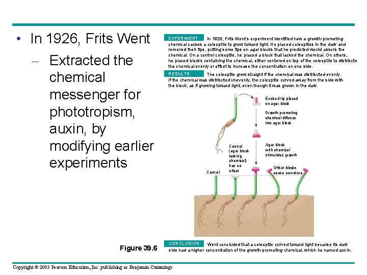  • In 1926, Frits Went – Extracted the chemical messenger for phototropism, auxin,