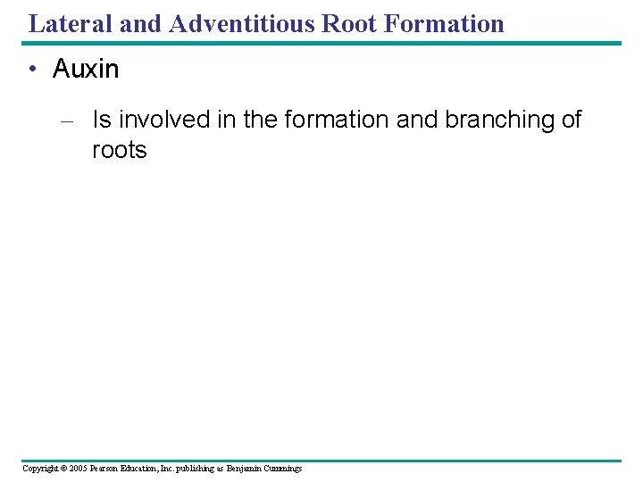 Lateral and Adventitious Root Formation • Auxin – Is involved in the formation and