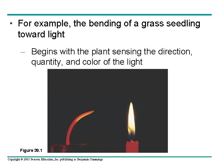  • For example, the bending of a grass seedling toward light – Begins