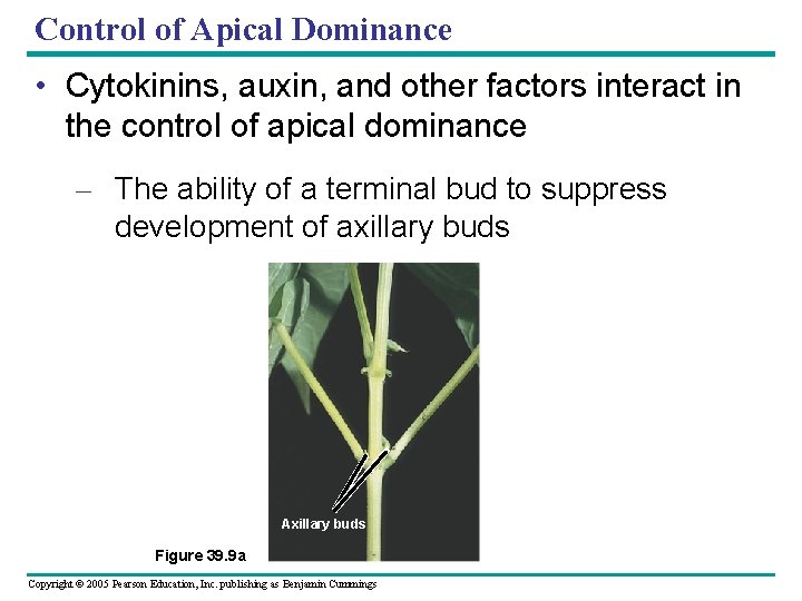 Control of Apical Dominance • Cytokinins, auxin, and other factors interact in the control
