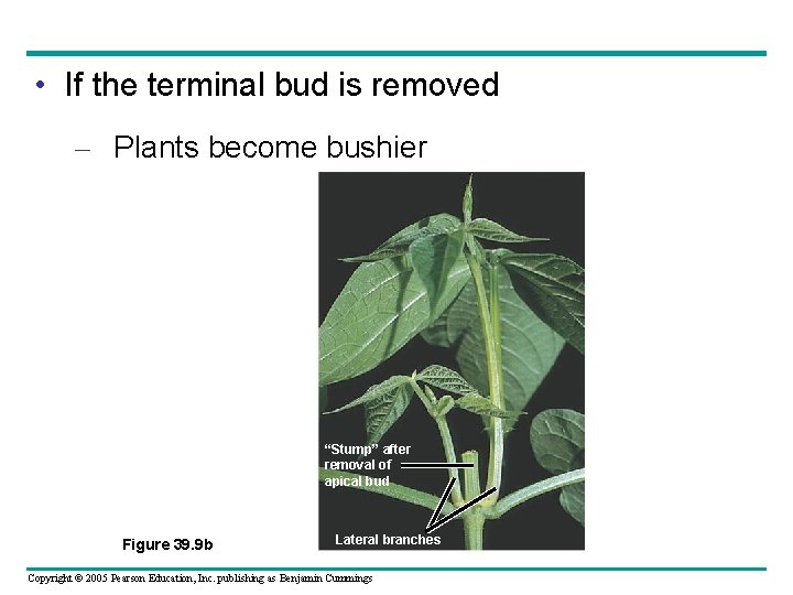  • If the terminal bud is removed – Plants become bushier “Stump” after