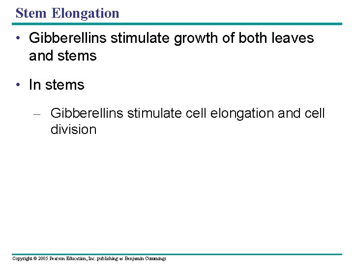 Stem Elongation • Gibberellins stimulate growth of both leaves and stems • In stems