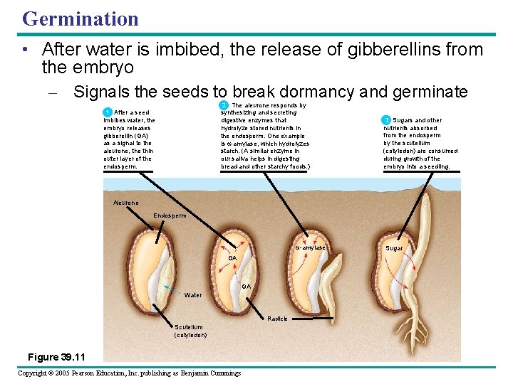 Germination • After water is imbibed, the release of gibberellins from the embryo –