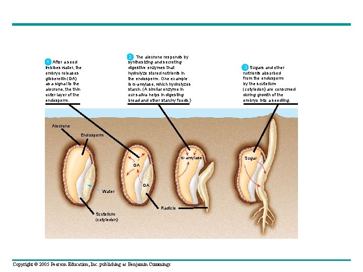 2 The aleurone responds by synthesizing and secreting digestive enzymes that hydrolyze stored nutrients