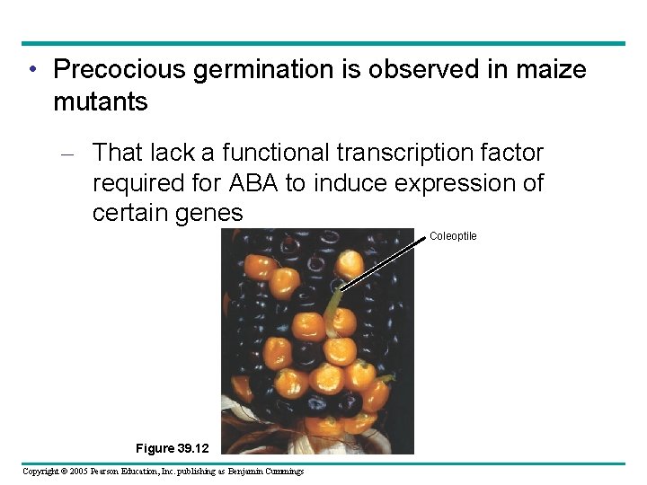  • Precocious germination is observed in maize mutants – That lack a functional