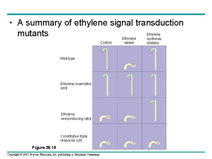  • A summary of ethylene signal transduction mutants Control Wild-type Ethylene insensitive (ein)