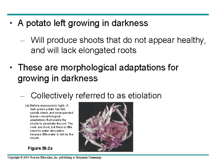  • A potato left growing in darkness – Will produce shoots that do