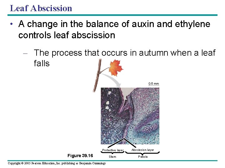 Leaf Abscission • A change in the balance of auxin and ethylene controls leaf