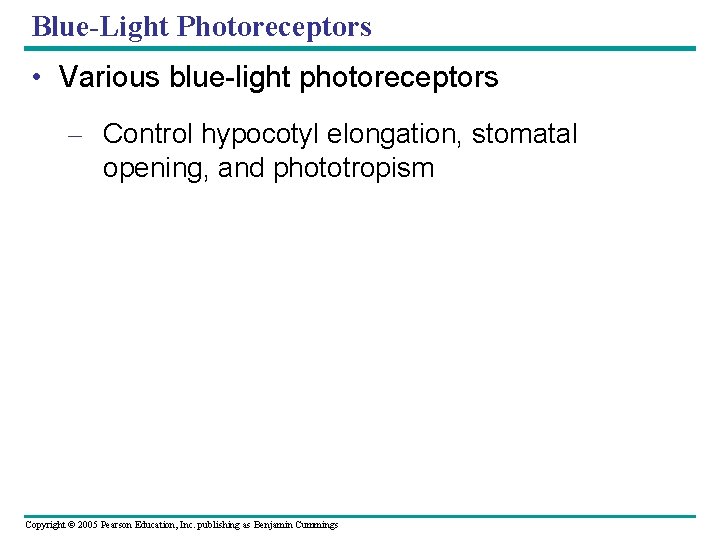 Blue-Light Photoreceptors • Various blue-light photoreceptors – Control hypocotyl elongation, stomatal opening, and phototropism