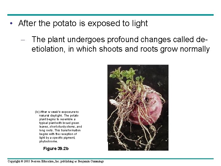  • After the potato is exposed to light – The plant undergoes profound