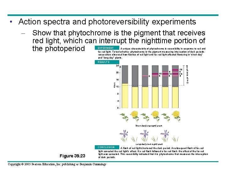  • Action spectra and photoreversibility experiments – Show that phytochrome is the pigment