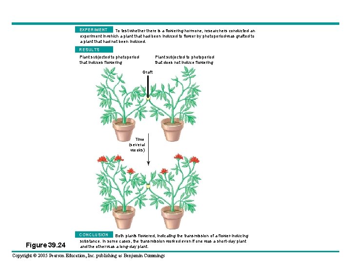 EXPERIMENT To test whethere is a flowering hormone, researchers conducted an experiment in which