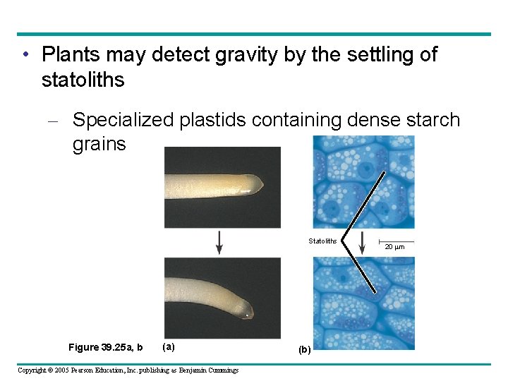  • Plants may detect gravity by the settling of statoliths – Specialized plastids