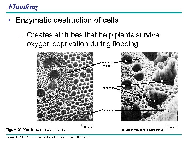 Flooding • Enzymatic destruction of cells – Creates air tubes that help plants survive