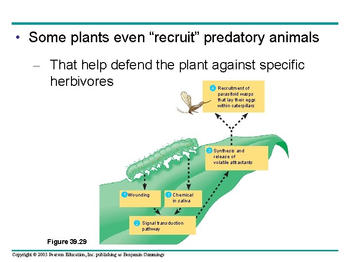  • Some plants even “recruit” predatory animals – That help defend the plant