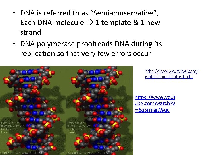  • DNA is referred to as “Semi-conservative”, Each DNA molecule 1 template &