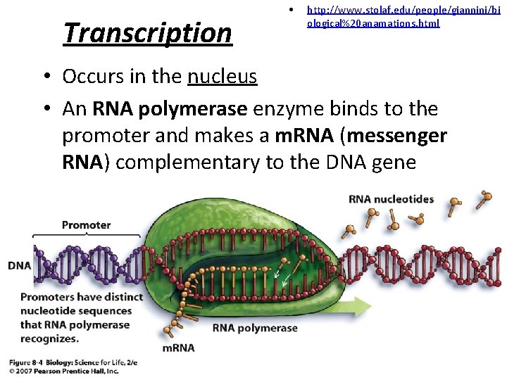 Transcription • http: //www. stolaf. edu/people/giannini/bi ological%20 anamations. html • Occurs in the nucleus