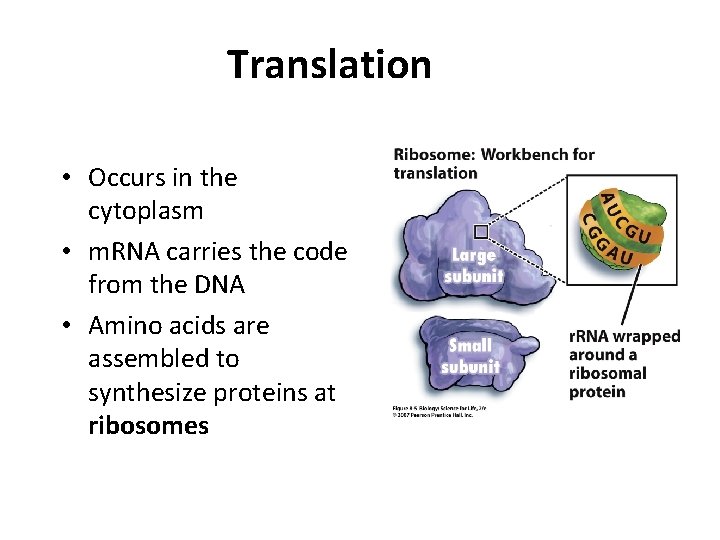 Translation • Occurs in the cytoplasm • m. RNA carries the code from the