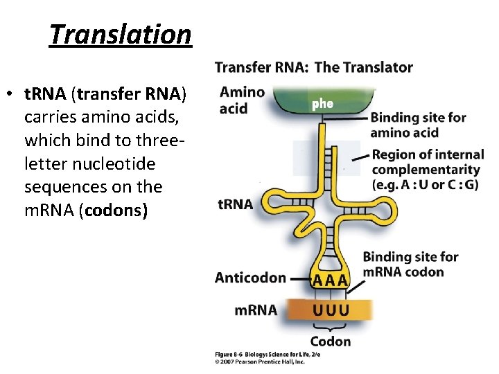 Translation • t. RNA (transfer RNA) carries amino acids, which bind to threeletter nucleotide