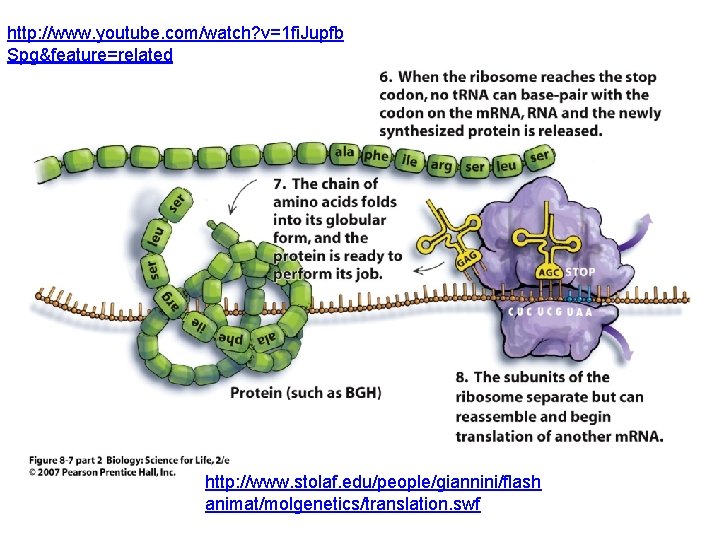 http: //www. youtube. com/watch? v=1 fi. Jupfb Spg&feature=related http: //www. stolaf. edu/people/giannini/flash animat/molgenetics/translation. swf