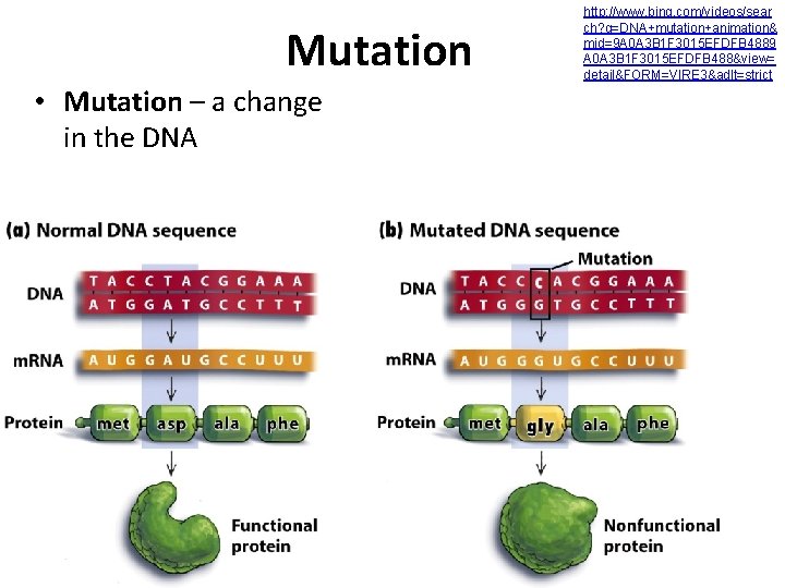 Mutation • Mutation – a change in the DNA http: //www. bing. com/videos/sear ch?