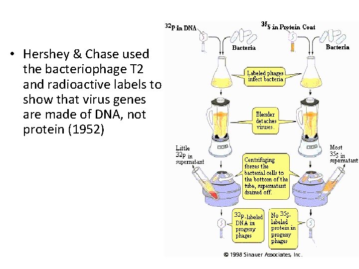  • Hershey & Chase used the bacteriophage T 2 and radioactive labels to