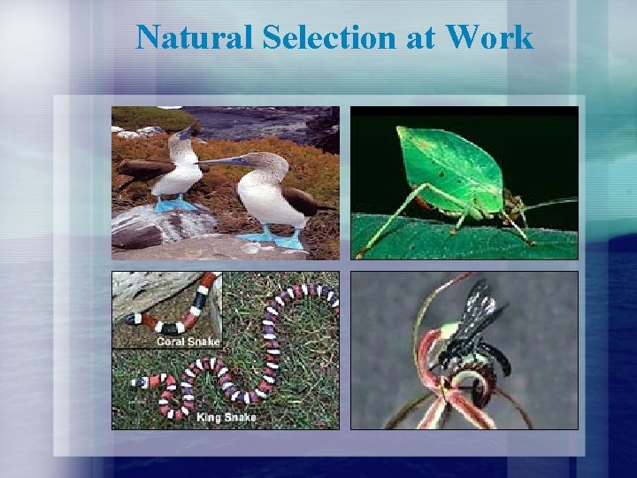 Natural Selection at Work 