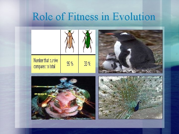 Role of Fitness in Evolution 
