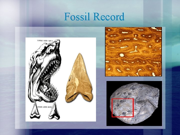 Fossil Record 