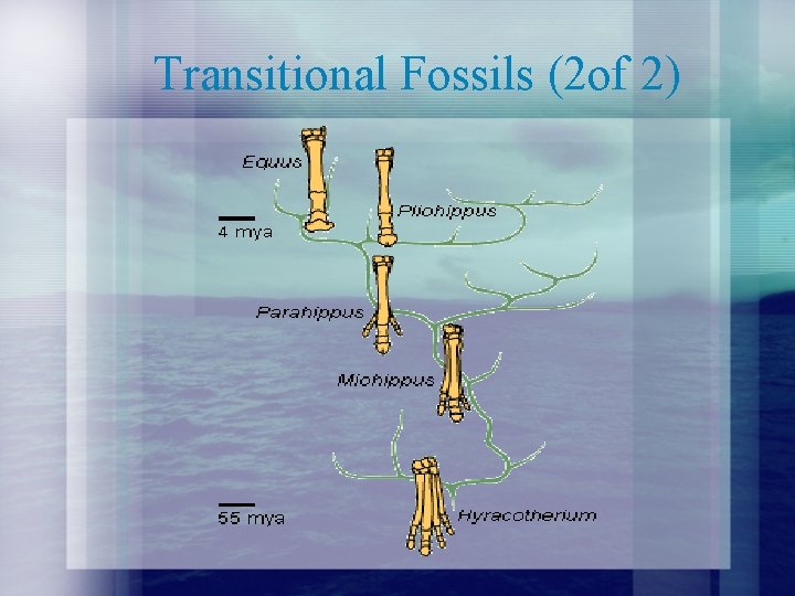 Transitional Fossils (2 of 2) 