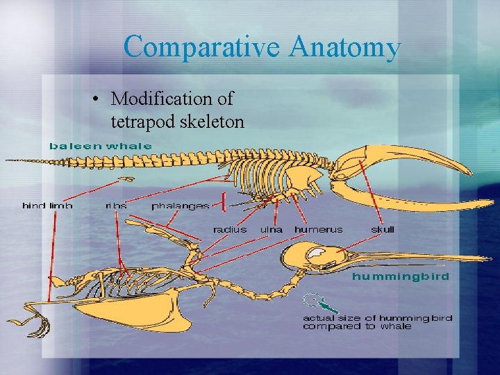 Comparative Anatomy • Modification of tetrapod skeleton 