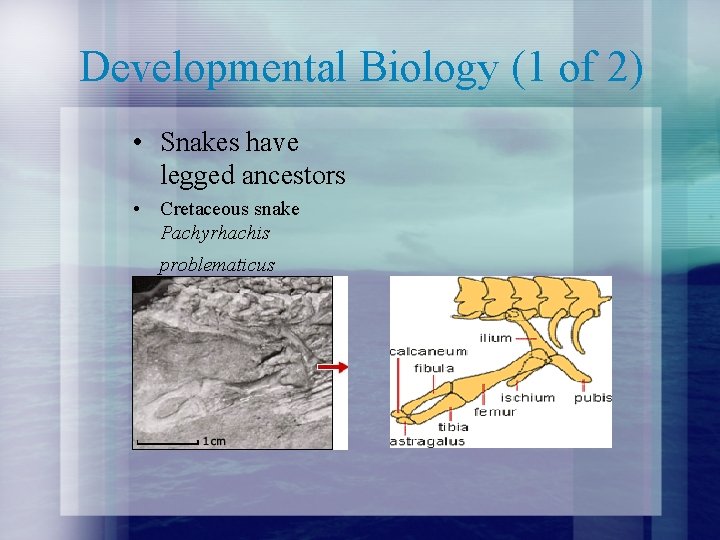 Developmental Biology (1 of 2) • Snakes have legged ancestors • Cretaceous snake Pachyrhachis