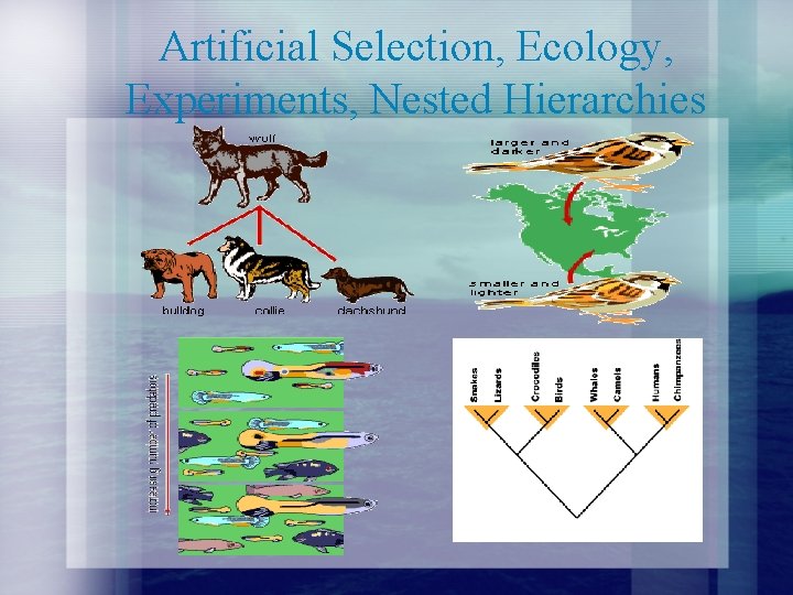 Artificial Selection, Ecology, Experiments, Nested Hierarchies 