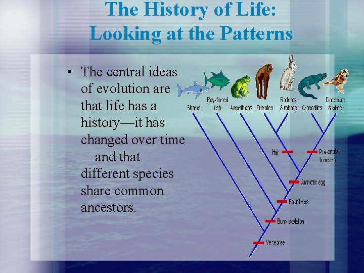 The History of Life: Looking at the Patterns • The central ideas of evolution