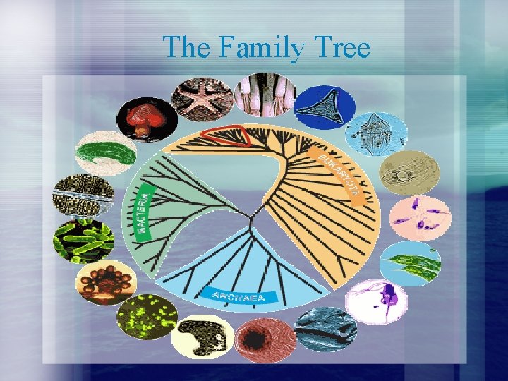 The Family Tree 