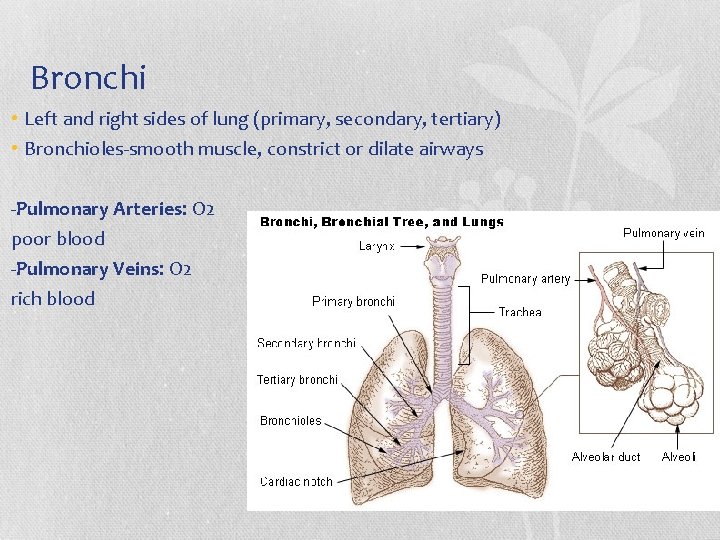 Bronchi • Left and right sides of lung (primary, secondary, tertiary) • Bronchioles-smooth muscle,