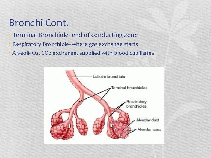 Bronchi Cont. • Terminal Bronchiole- end of conducting zone • Respiratory Bronchiole- where gas