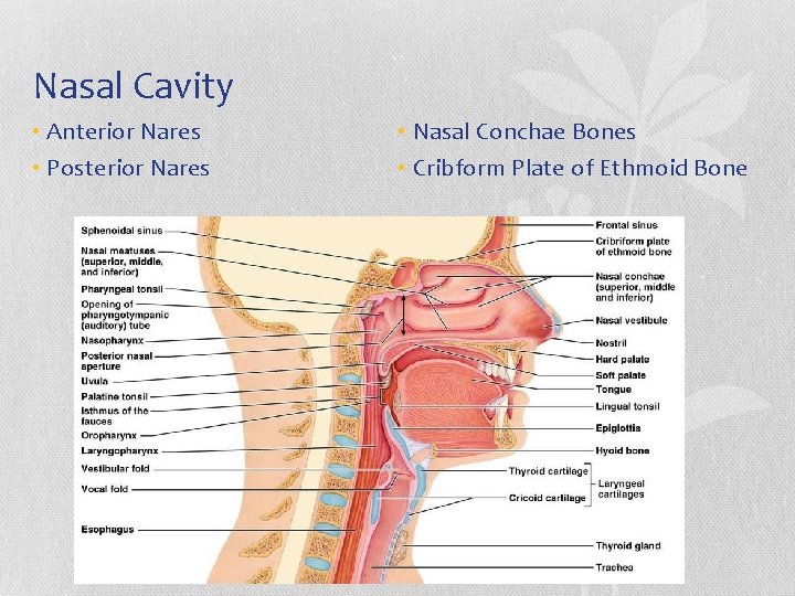 Nasal Cavity • Anterior Nares • Posterior Nares • Nasal Conchae Bones • Cribform