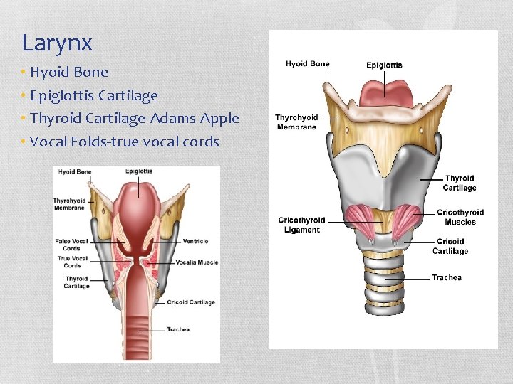 Larynx • Hyoid Bone • Epiglottis Cartilage • Thyroid Cartilage-Adams Apple • Vocal Folds-true