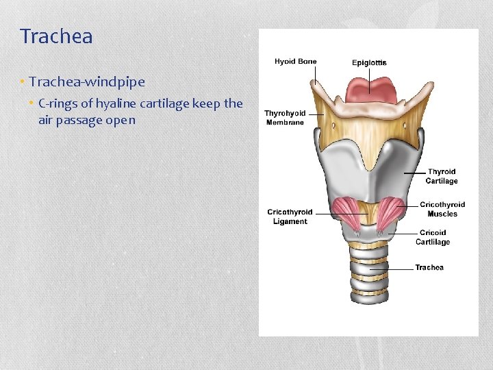Trachea • Trachea-windpipe • C-rings of hyaline cartilage keep the air passage open 
