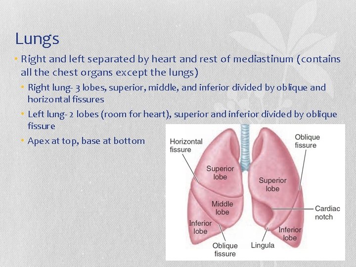 Lungs • Right and left separated by heart and rest of mediastinum (contains all