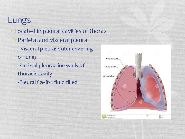 Lungs • Located in pleural cavities of thorax • Parietal and visceral pleura -