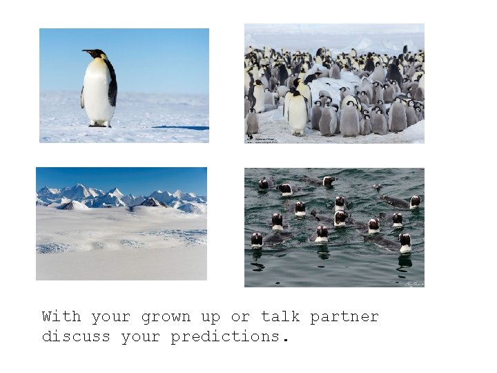 With your grown up or talk partner discuss your predictions. 