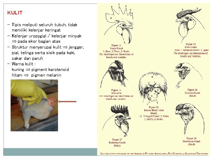 KULIT - Tipis meliputi seluruh tubuh, tidak memiliki kelenjar keringat - Kelenjar uropygial /