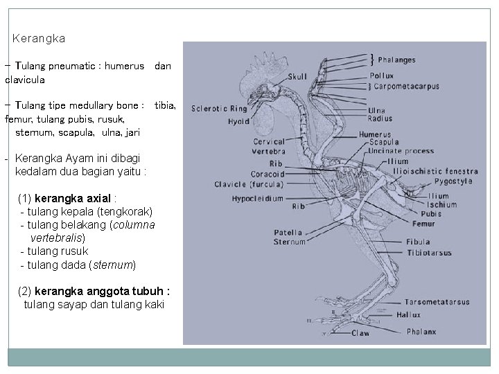 Kerangka - Tulang pneumatic : humerus dan clavicula - Tulang tipe medullary bone :