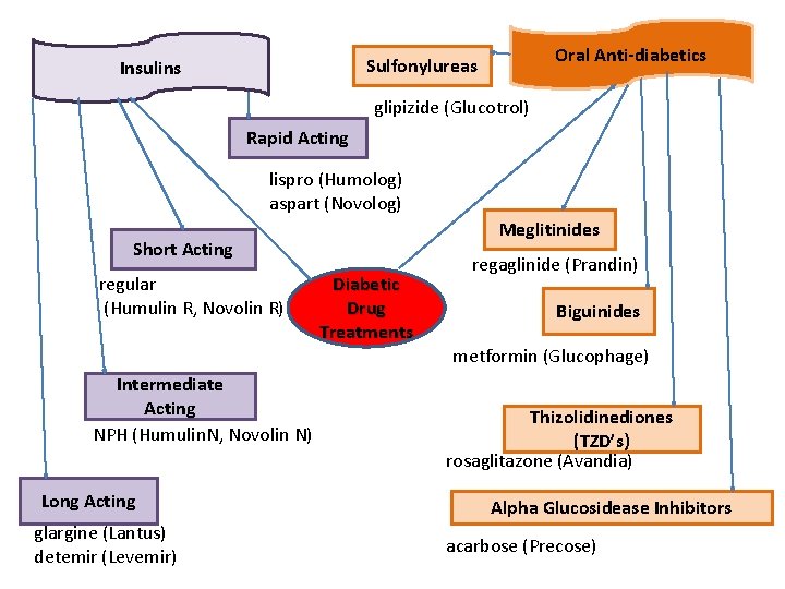 Oral Anti-diabetics Sulfonylureas Insulins glipizide (Glucotrol) Rapid Acting lispro (Humolog) aspart (Novolog) Meglitinides Short